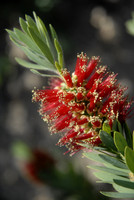 Flora